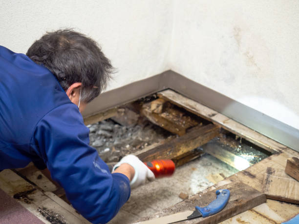 Best Mold Remediation  in Hilliard, FL