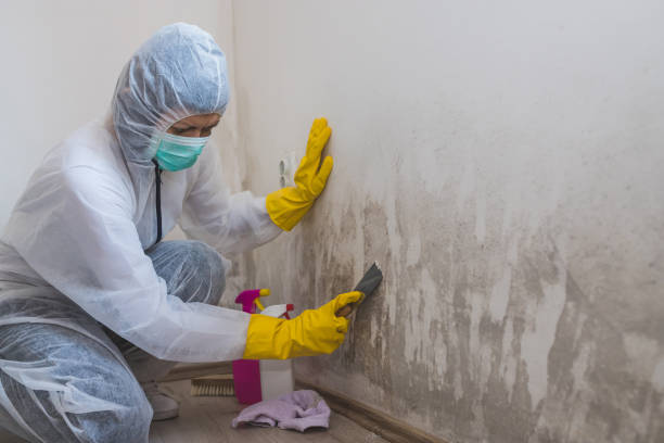 Best Residential Mold Removal  in Hilliard, FL