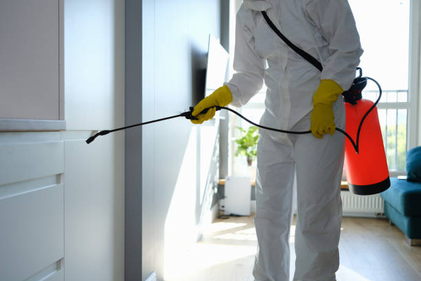 Best Mold Damage Repair  in Hilliard, FL