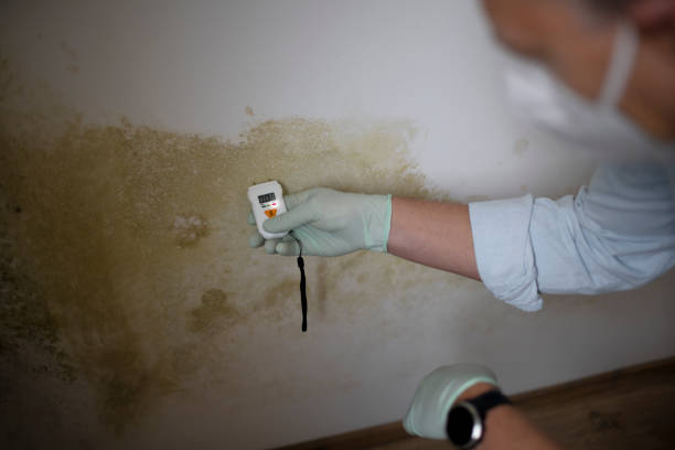 Best Crawl Space Mold Removal  in Hilliard, FL