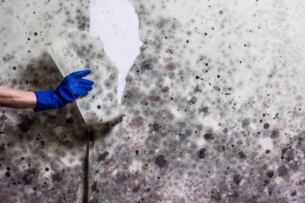 Mold Removal and Inspection in Hilliard, FL